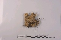 藏品(八齒苔)的圖片